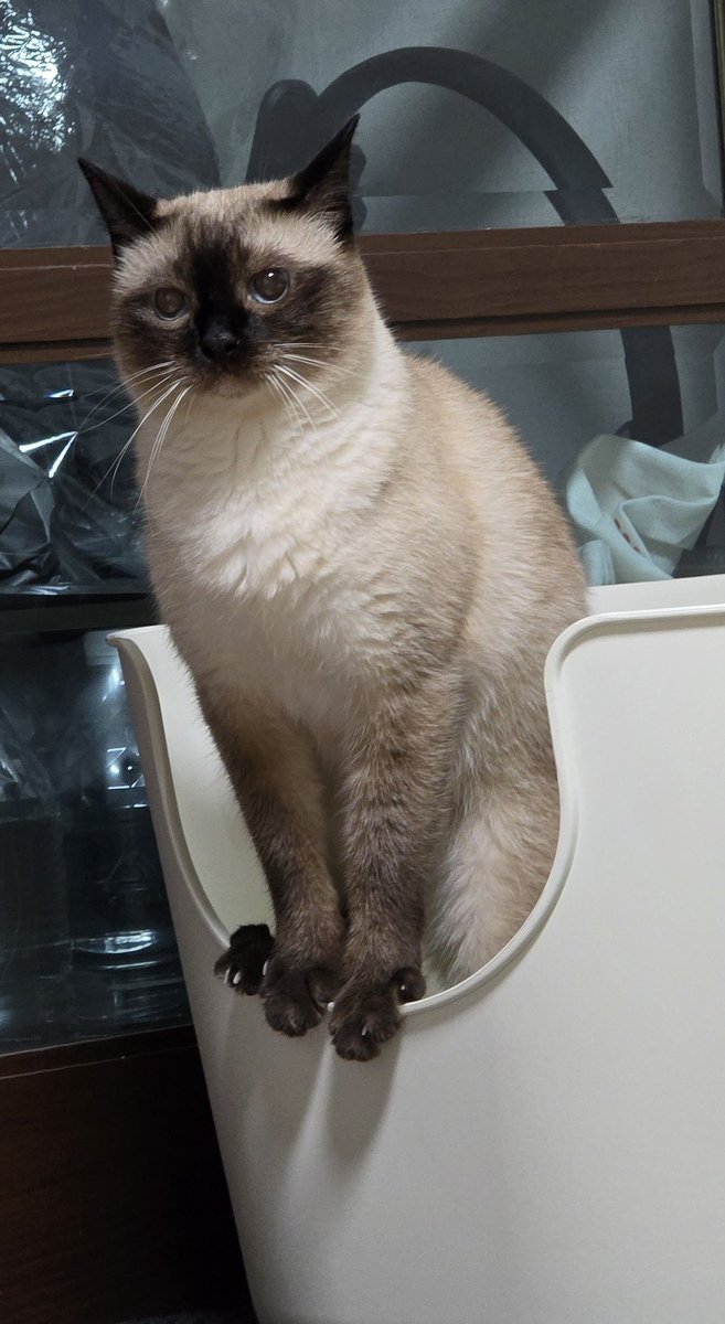 앵알이 tweet media