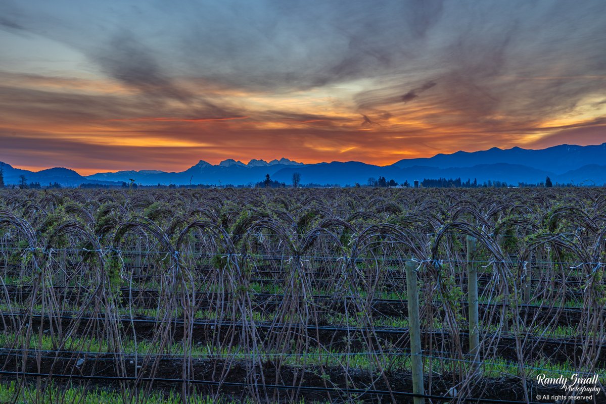 RandySmall's tweet image. Happy Easter! Signs of life and growth on these raspberry vines along with this morning's sunrise.

Whatcom County, WA
4-5-26
#wawx #pnw #whatcomcounty