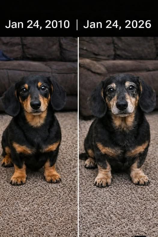 Dachshund Lovers tweet media