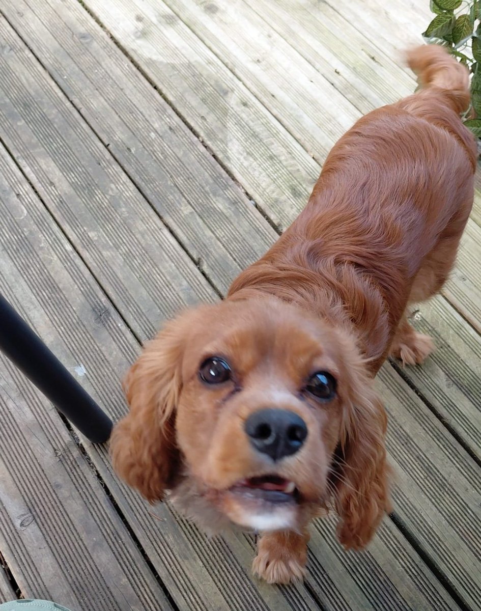 Michaelbayes8's tweet image. Aftanoon #Cavpack frens..happy Eester 🥰 bin in de gardin today az finally all de storm damage az bin reepared 😊 all de family are over later for a roast..hopin to score sumfink 😋