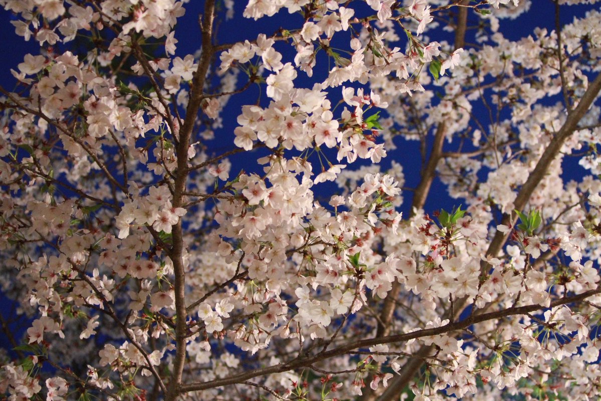 空我(くうが) tweet media