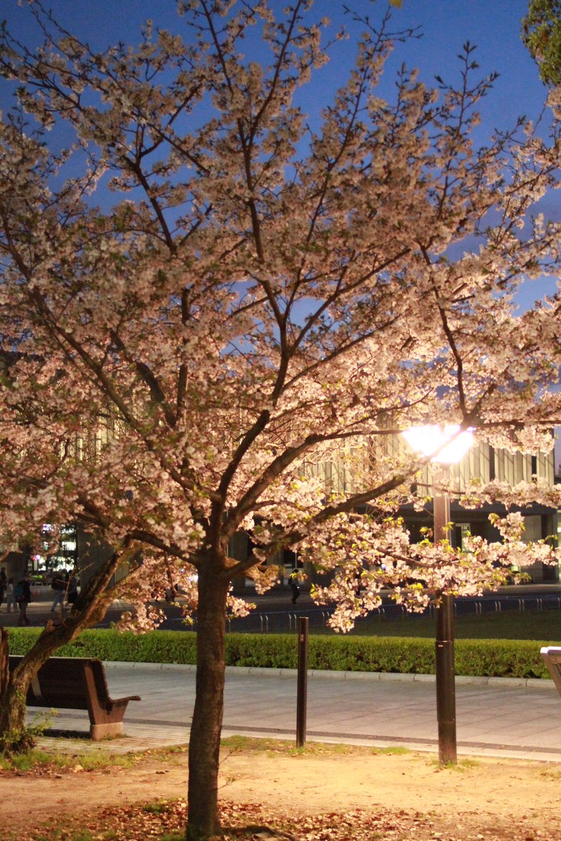 空我(くうが) tweet media