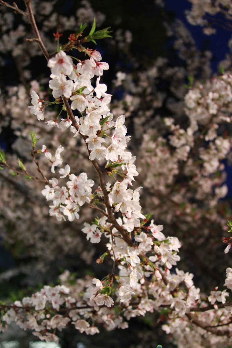 空我(くうが) tweet media