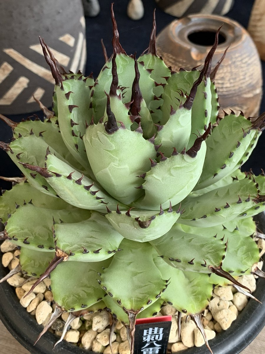 👹おセンチな青鬼さん👹 tweet media