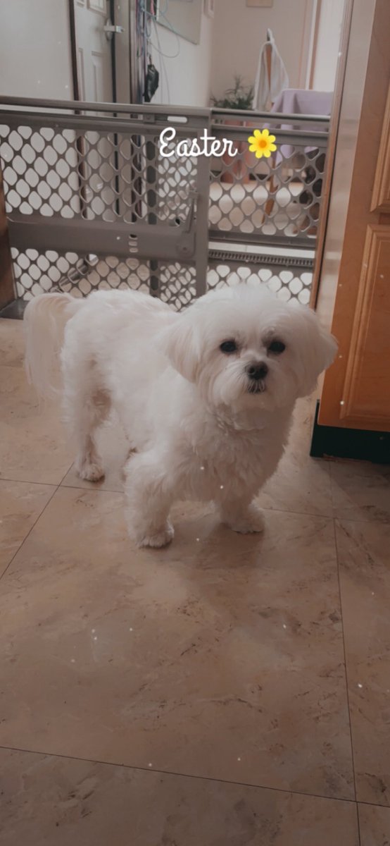 Kim Hayden Billy & 😇 Dusty & Carly🐣🐰🌻♥️🐾🌸 tweet media