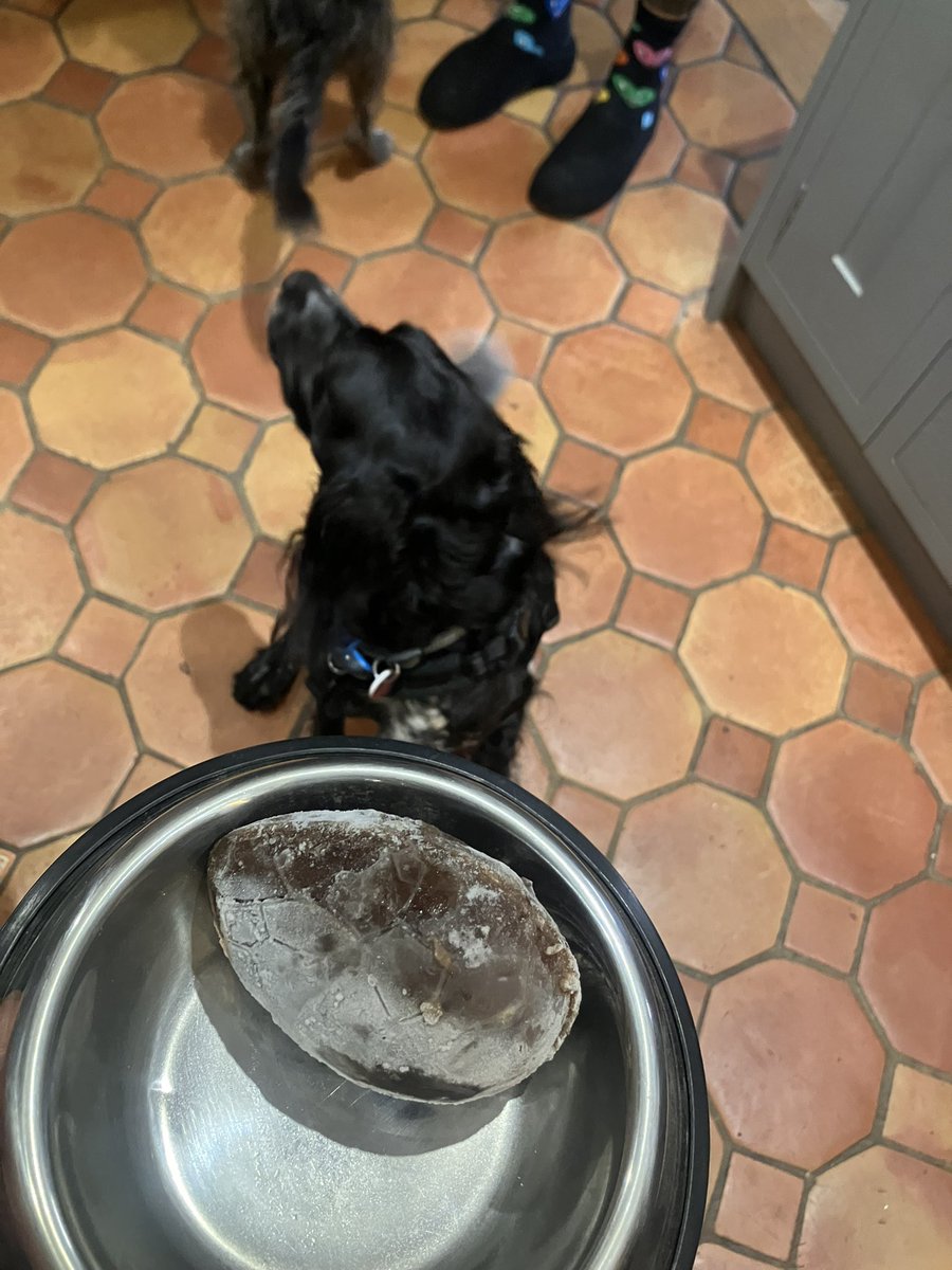 Eli & PiperSprocks Anipals tweet media