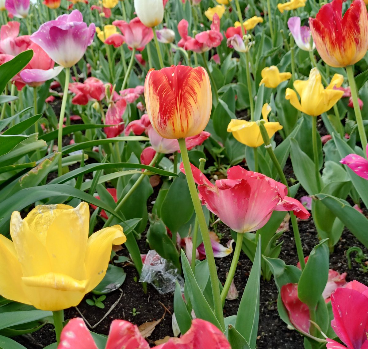 Masaё［maako.］ tweet media