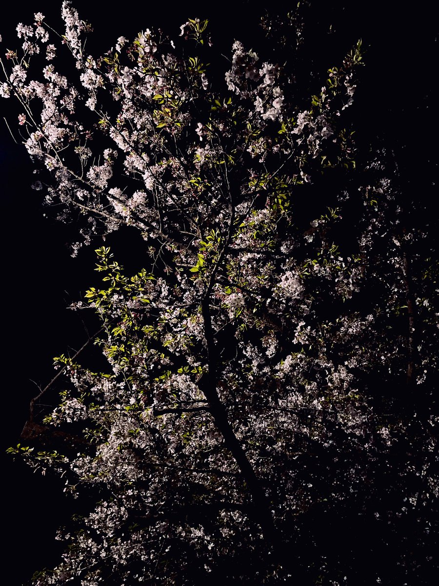 ☆むらさき✩ tweet media