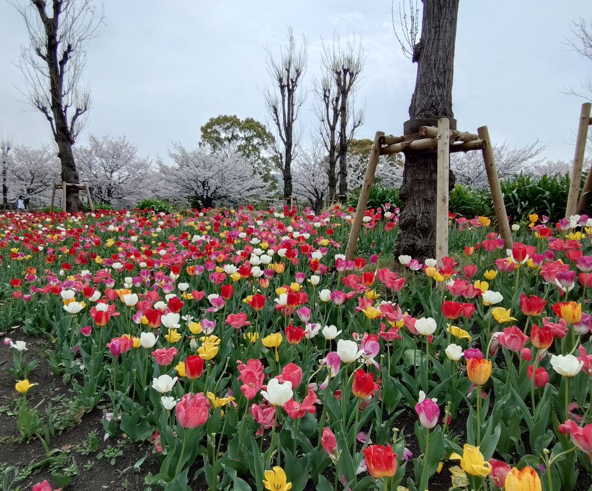 Masaё［maako.］ tweet media