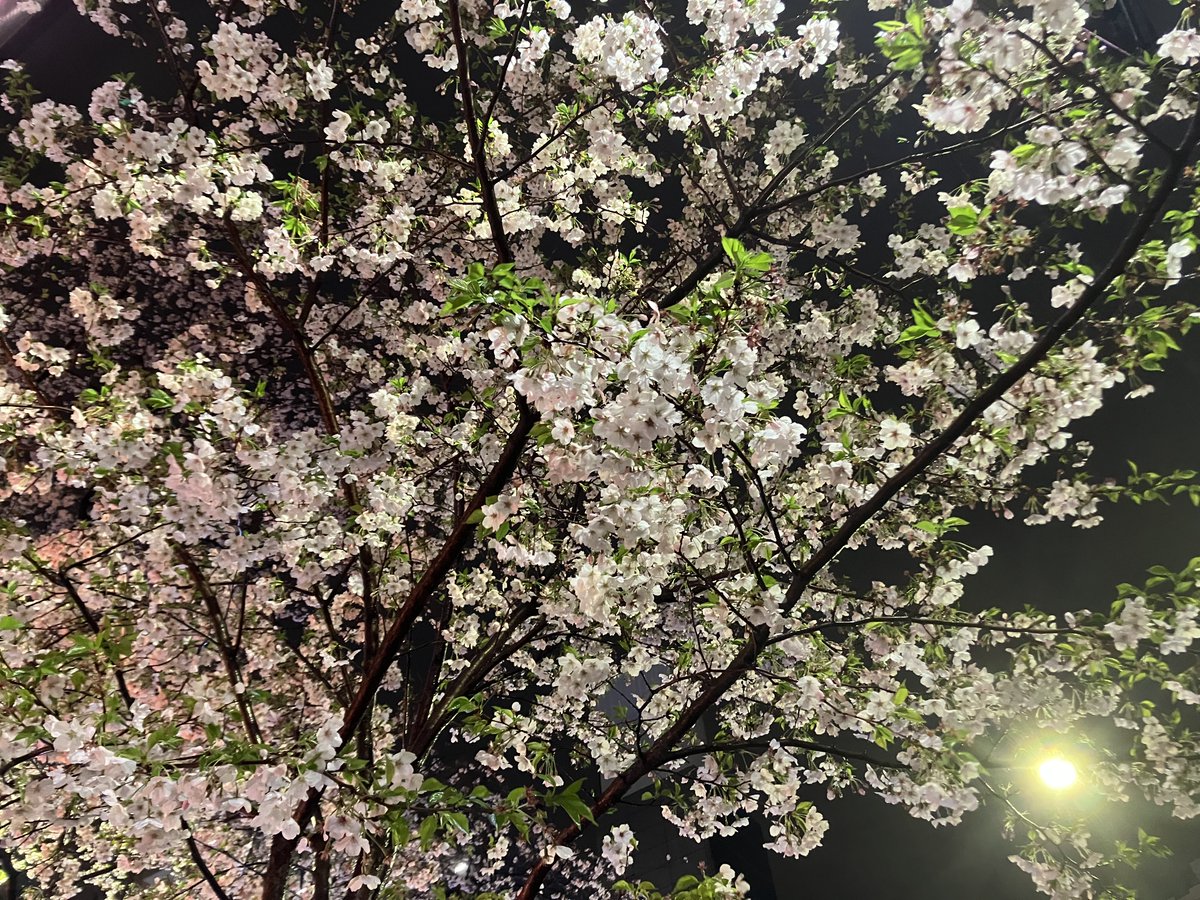 Cherry Blossoms on a Night Street
#CherryBlossoms
