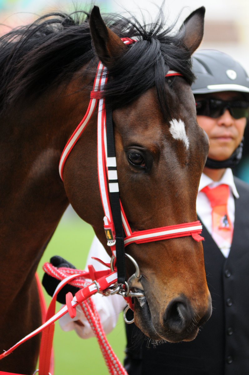 the-allow【放牧】　想定→中山GJ tweet media