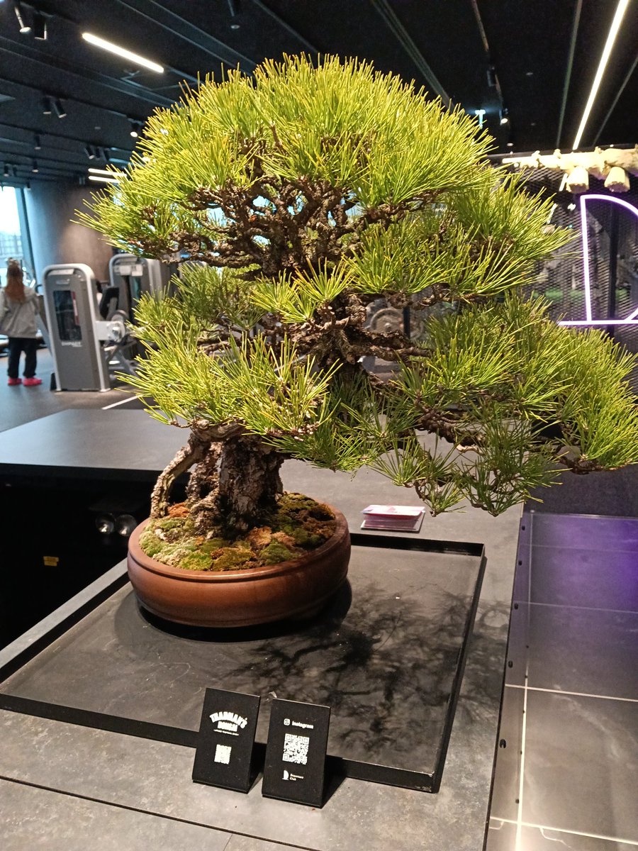 ちゃいろの猫(キノコ好き)🐈🍄🕺 tweet media