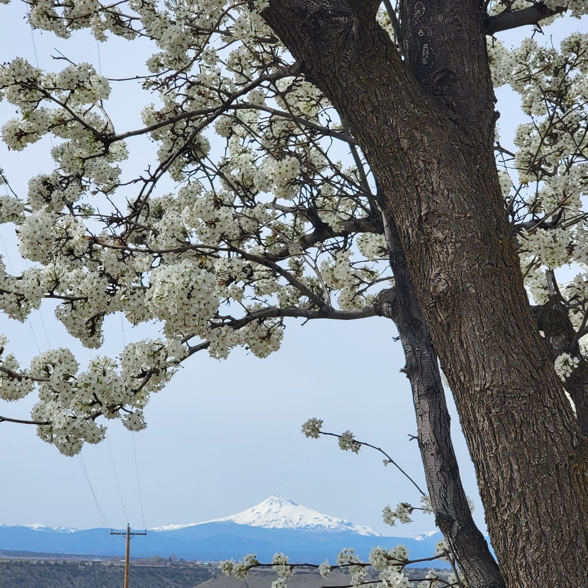 OpalDaySpa's tweet photo. 🌸🌼 Happy Easter! 🌸🌼Wishing you a joyful and blessed Easter filled with renewal, peace, and beautiful new beginnings From Sarah, Esthetician
Opal Day Spa. May your day be as bright and lovely as this spring day! 🌷🪻
#HappyEaster
#BlessedEaster
#EasterJoy
#EasterBlessings https://t.co/nNyk2iposD
