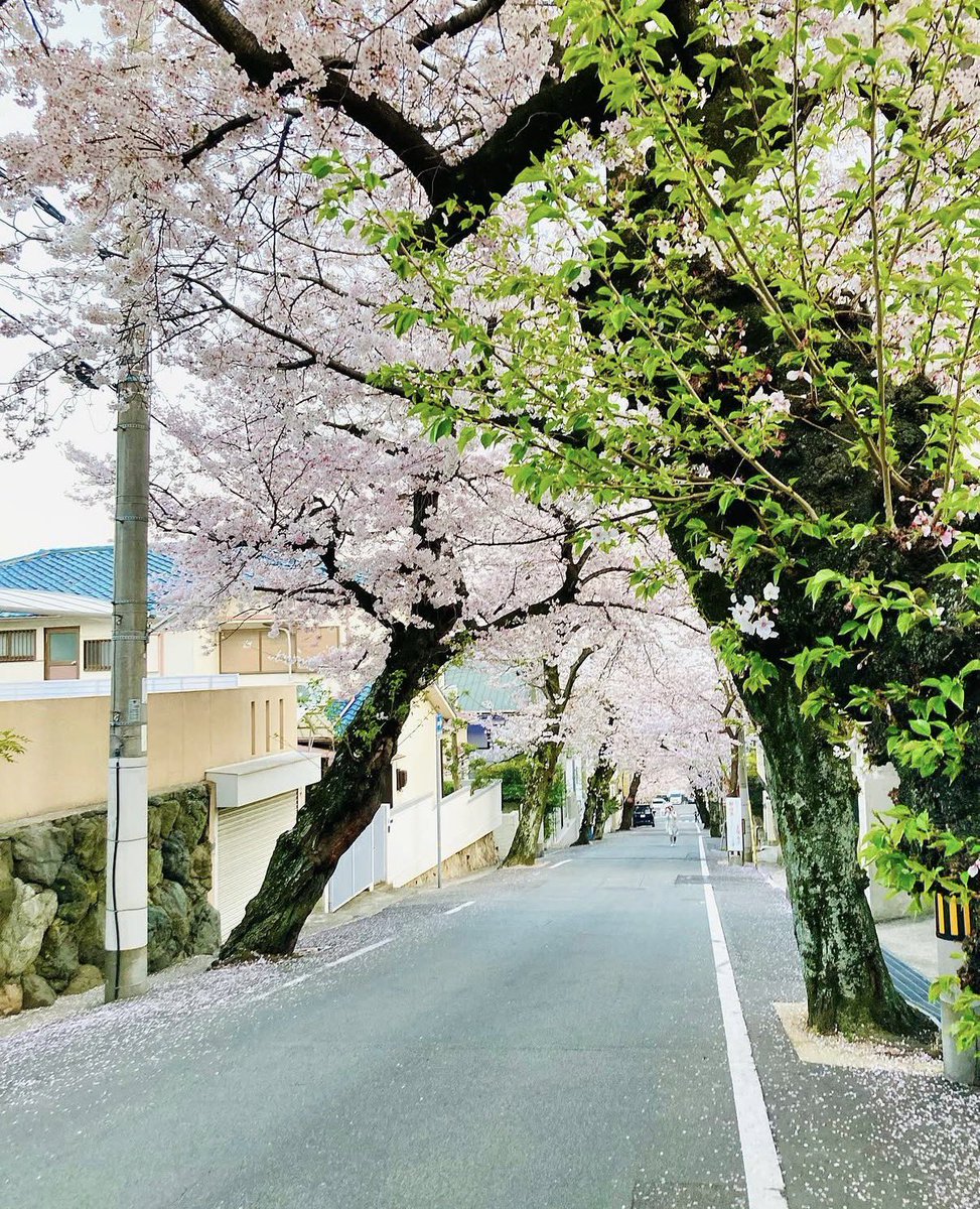 Rei(レイ) tweet media