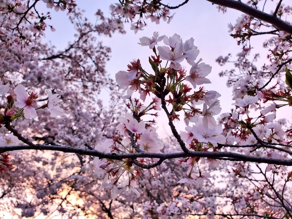 おそくほ。
なぎこさんでお花見ピクニックしました。たのしかった～。