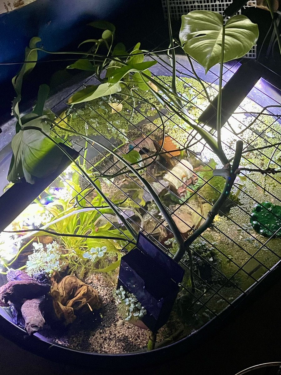 The Faery Grove 🫧 tweet media