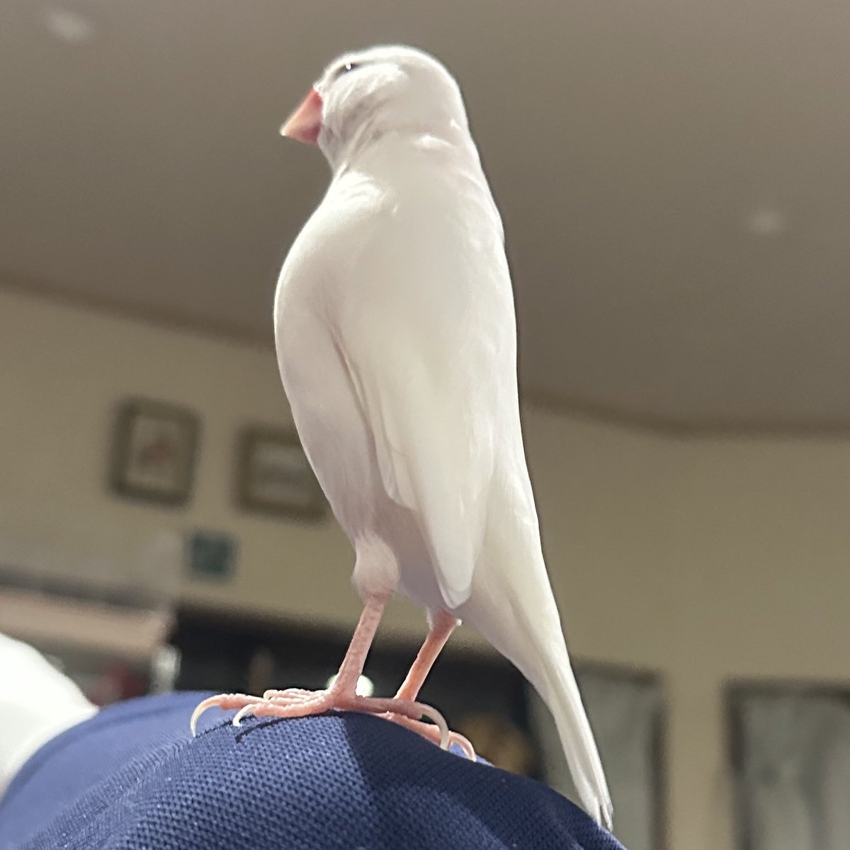 pisuke_1113's tweet photo. 直立！🐥 https://t.co/SX8lQ9c7gL