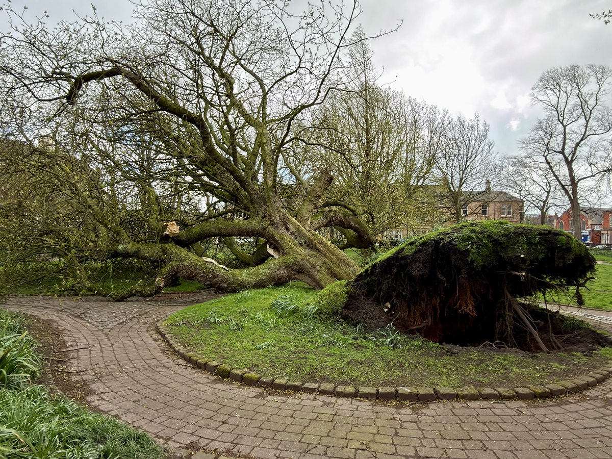 liam_lovell's tweet image. Cold with sunshine &amp;amp; hail showers in Carlisle and still windy in the aftermath of #StormDave. Stormy either side of midnight with an old large tree uprooted in the city centre 🌬️#loveukweather #cumbria
