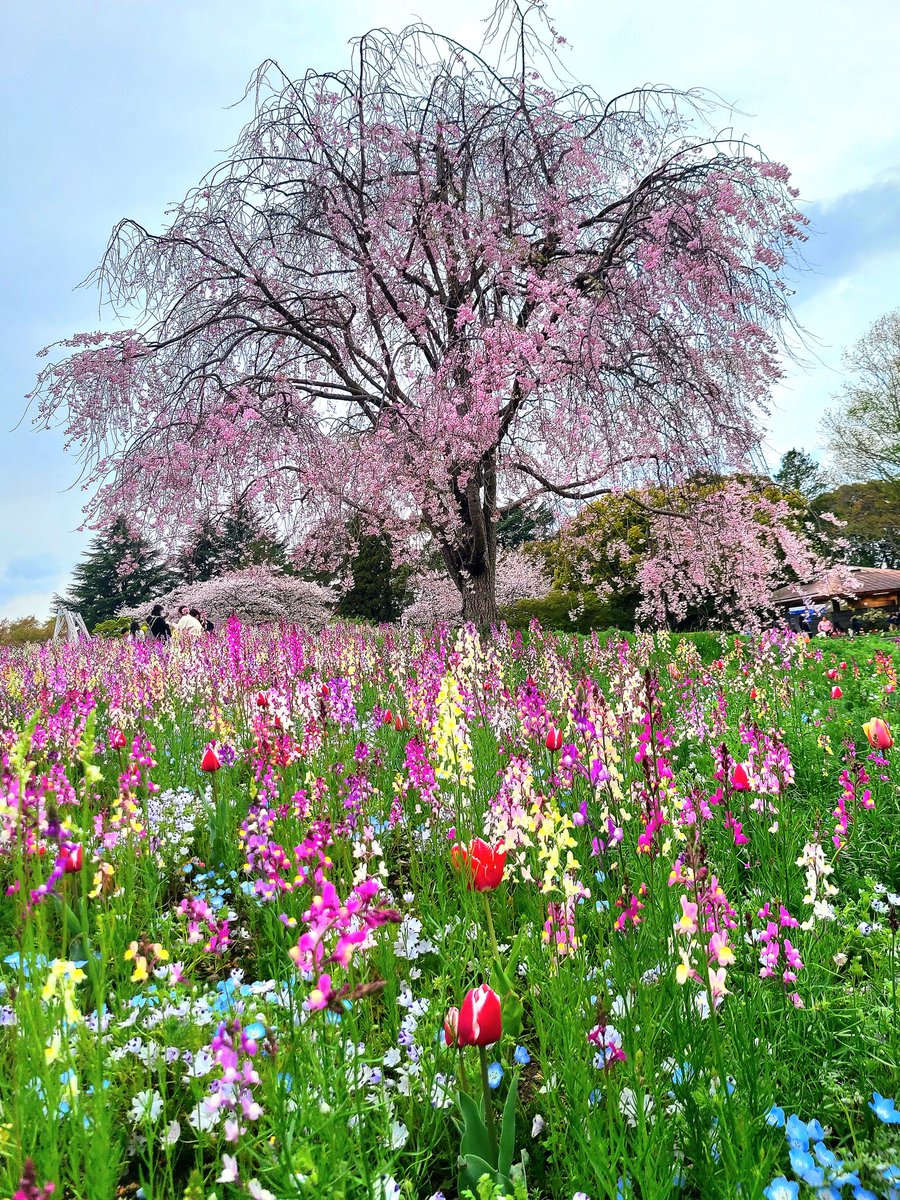 YUMIKO💚ty tweet media