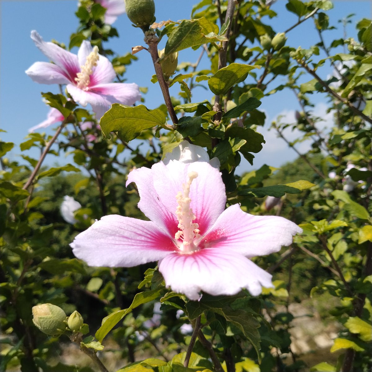 takunyan_jp's tweet image. 🌼きょおのお花🌼

きょおも一日、

シアワセに過ごせますよおに🍀

#花
#flowers
#植物
#自然
#自然が好き