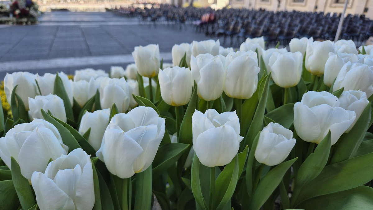 WeresaMarek's tweet photo. Dekoracje z kwiatów z Niderlandów już po raz 40. zdobią Bazylikę i Plac Świętego Piotra.

#Wielkanoc #ZmartwychwstaniePańskie https://t.co/MLzDibpFZm