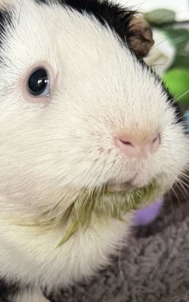 TJ Hubbard tweet media