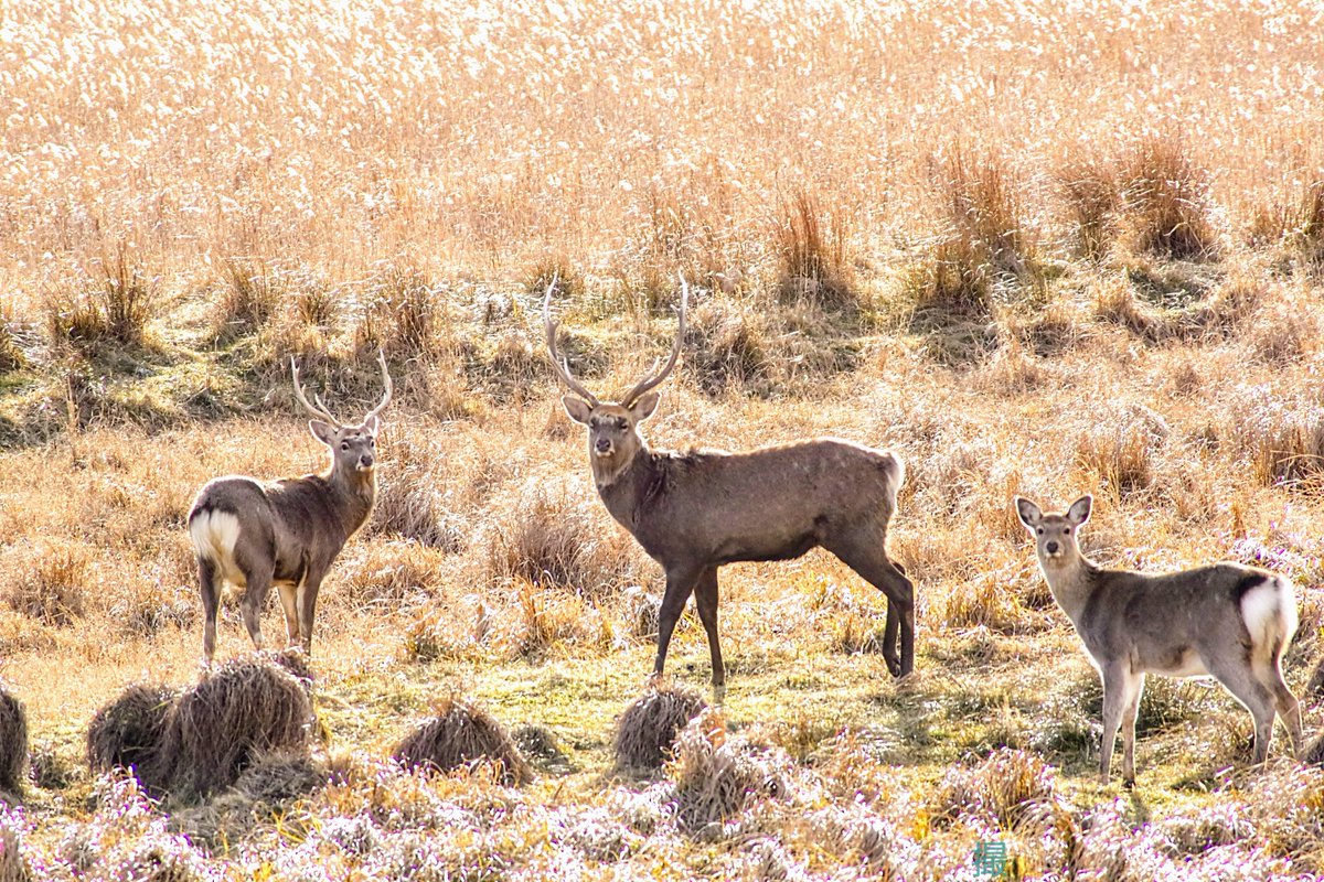 釧路趣味の撮影@撮小僧(とりこぞう) tweet media
