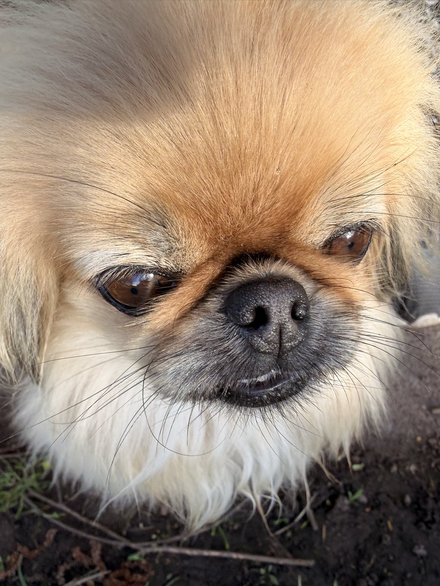 Puss Puss & Dottie ..Titch & Rupe OTRB tweet media