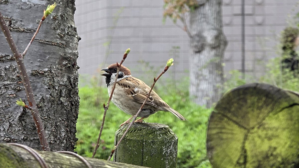 stroll_around's tweet photo. 今日のお散歩
とっても気候も良くて、雨予報から一転してすごく天���が良く、とてもお花見日和でした(*ˊᵕˋ*)
いい新年度の始まりを迎えられそう( ˶ˆ꒳ˆ˵ )🌸
 #大阪城  #桜  #梅宮公園 https://t.co/qClj9pj1Cm