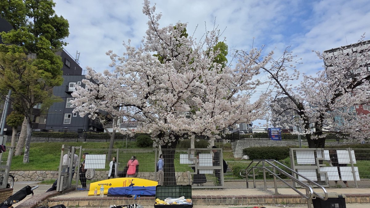 stroll_around's tweet photo. 今日のお散歩
とっても気候も良くて、雨予報から一転してすごく天���が良く、とてもお花見日和でした(*ˊᵕˋ*)
いい新年度の始まりを迎えられそう( ˶ˆ꒳ˆ˵ )🌸
 #大阪城  #桜  #梅宮公園 https://t.co/qClj9pj1Cm