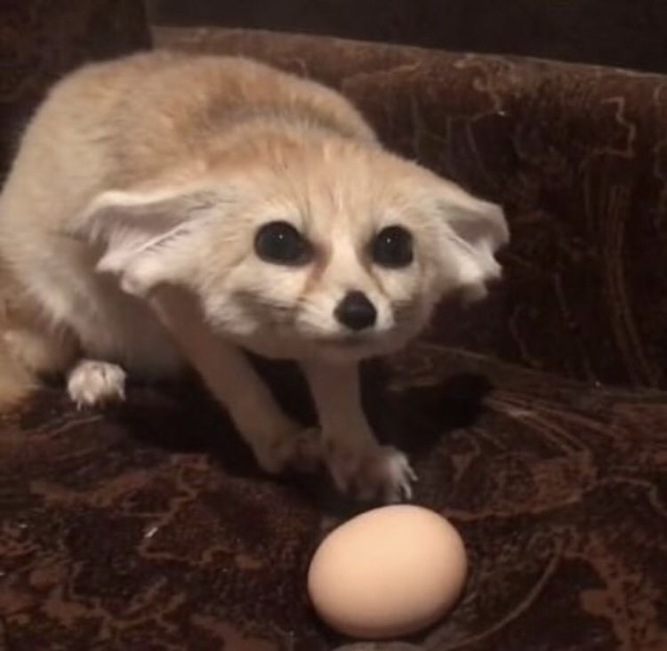 Oliver Peax 🍍 tweet media