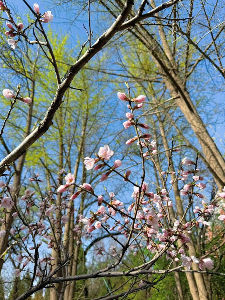 茉莉轻乳茶 tweet media