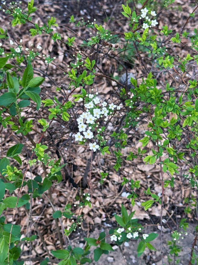 茉莉轻乳茶 tweet media