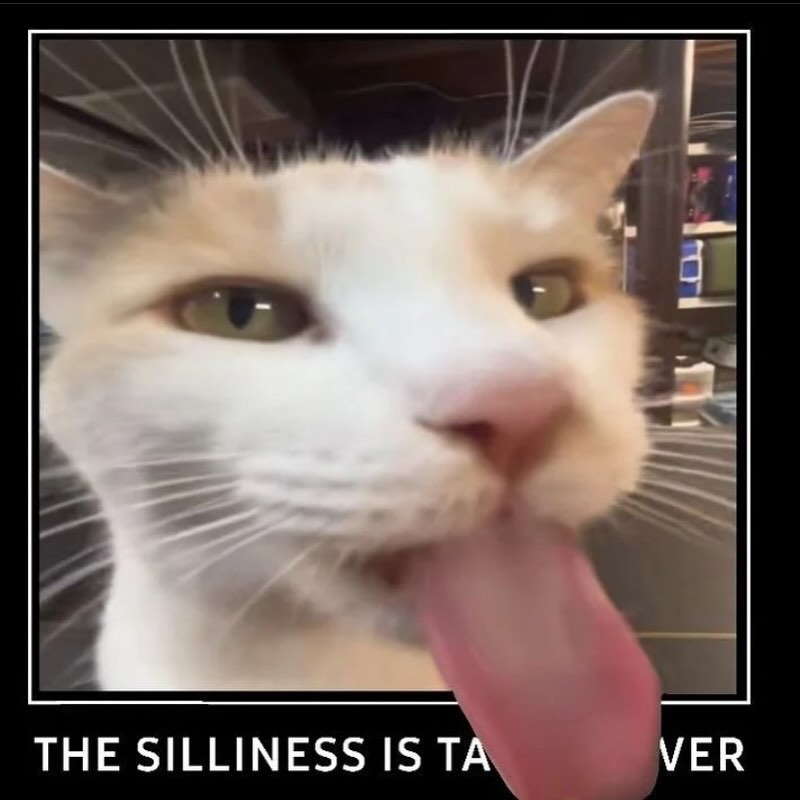 Punch Cat tweet media