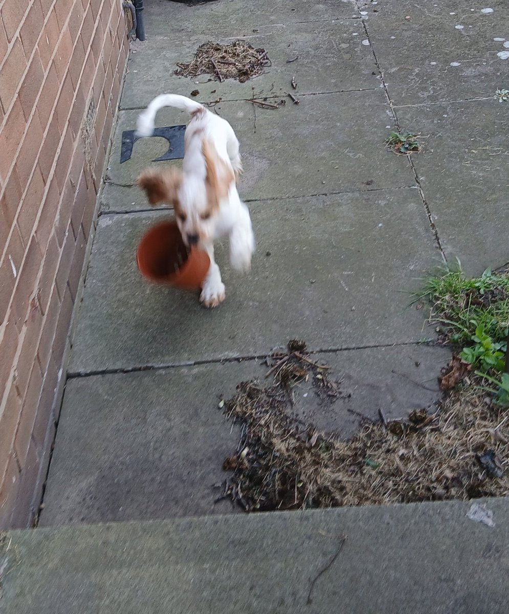 FellaLeeds's tweet photo. Winds blowing
Ears flapping
Not a care in the world ππ
#NewToy
#ActionShot
#PhoenixChronicles https://t.co/u0rBrpYsff