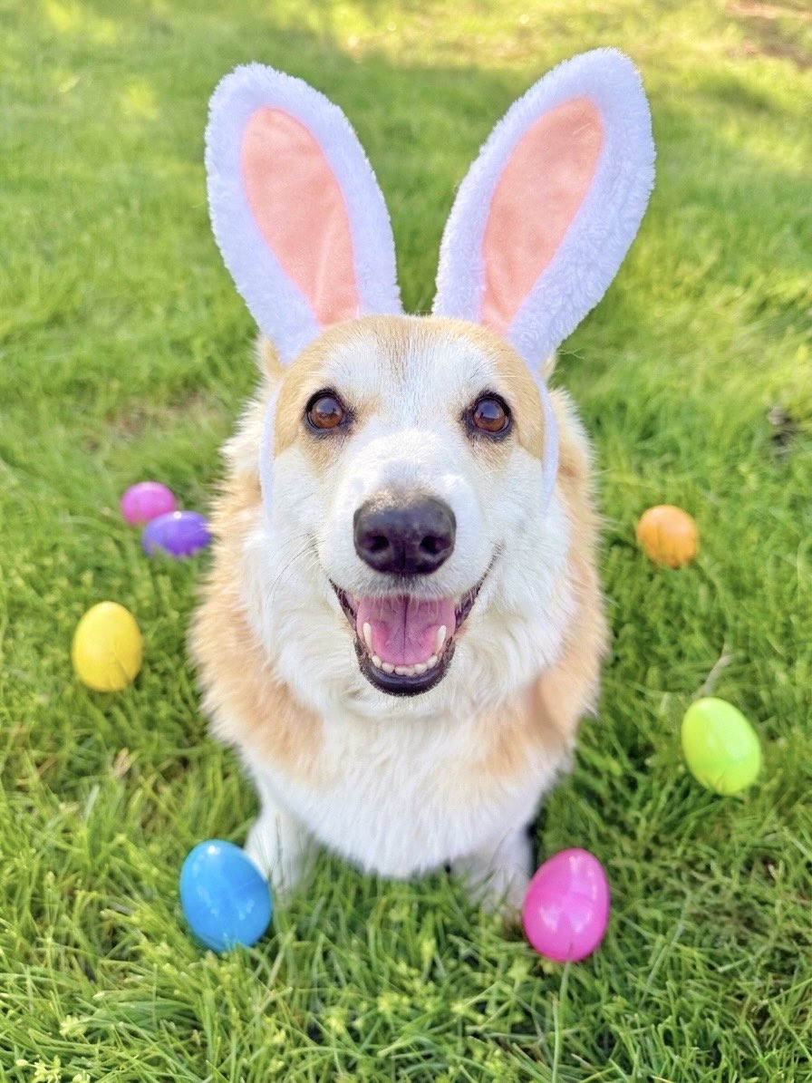 Lilo the Welsh Corgi tweet media