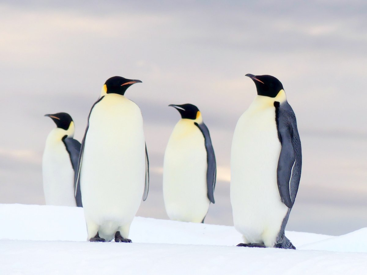 Nicholas Coghlan tweet media