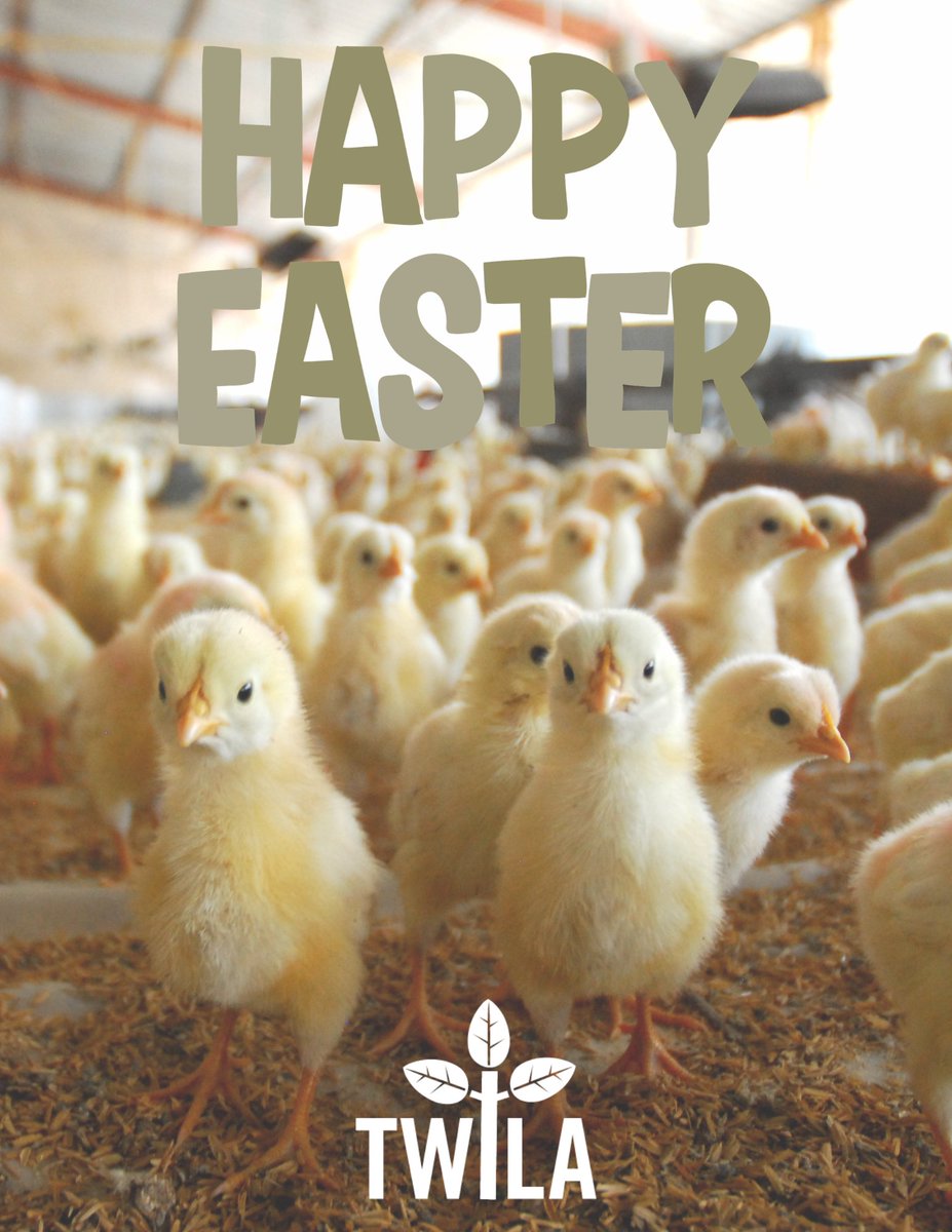 TWILA TV tweet media