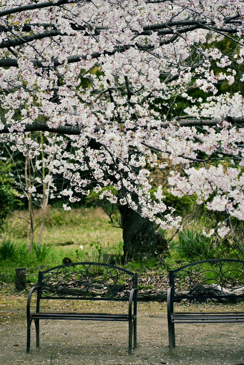 ベンチと桜

Camera : Panasonic LUMIX S9
Lens : SIGMA 90mm F2.8 DG DN
