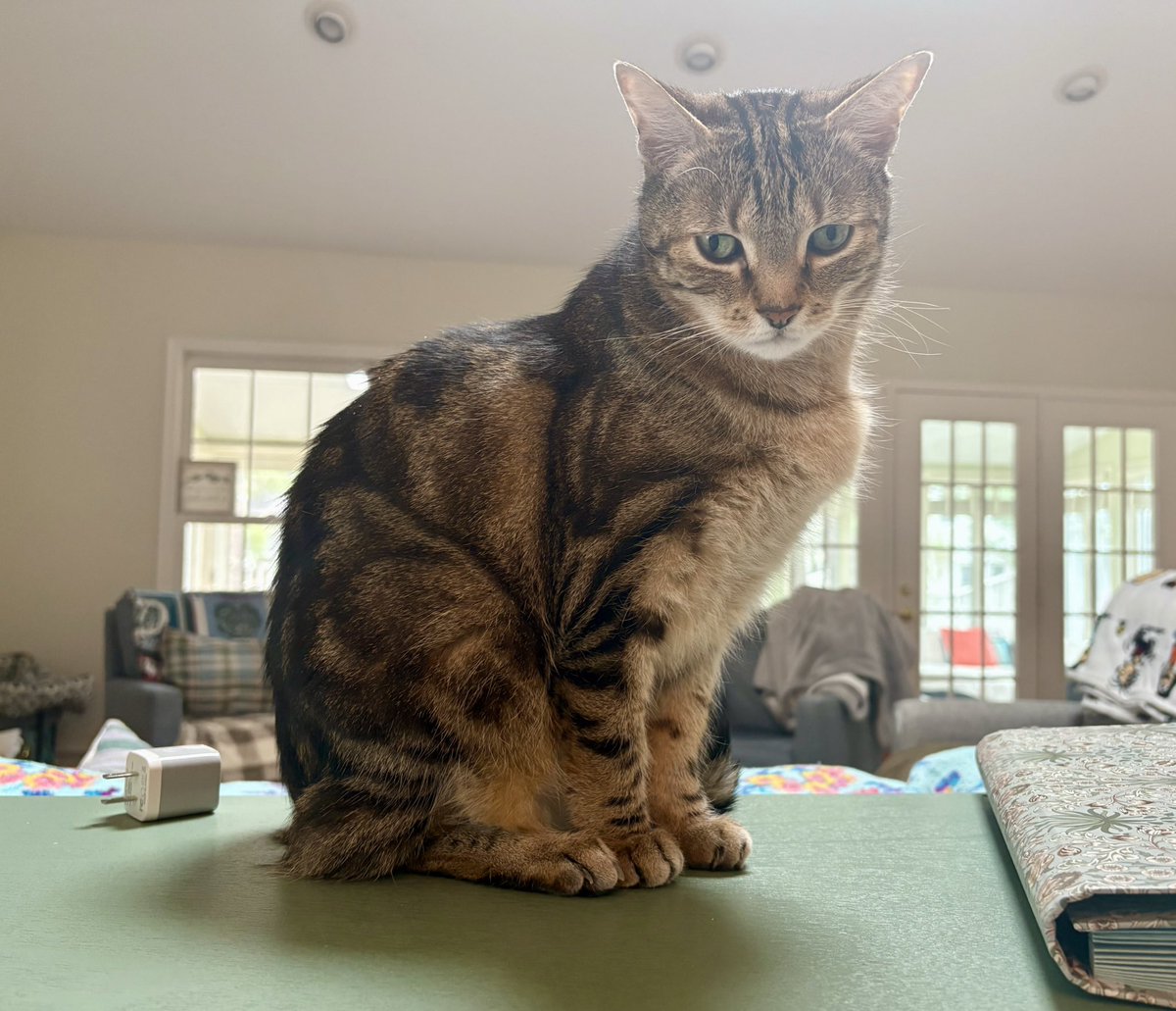 codakitten's tweet image. contemplating being twelf,