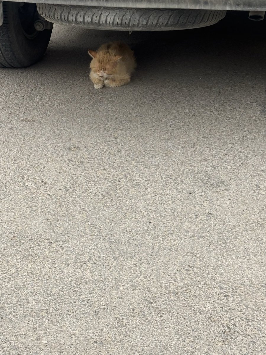 Hayal7naia tweet media