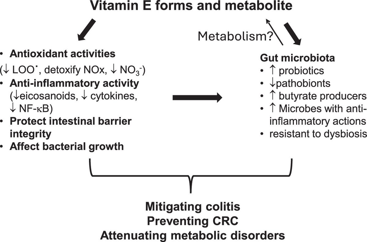JNutrBiochem's tweet image. The effects of different forms of vitamin E on gut microbiota, mechanisms, and implications in disease prevention doi.org/10.1016/j.jnut… #vitaminE #gutmicrobiome #diseaseprevention