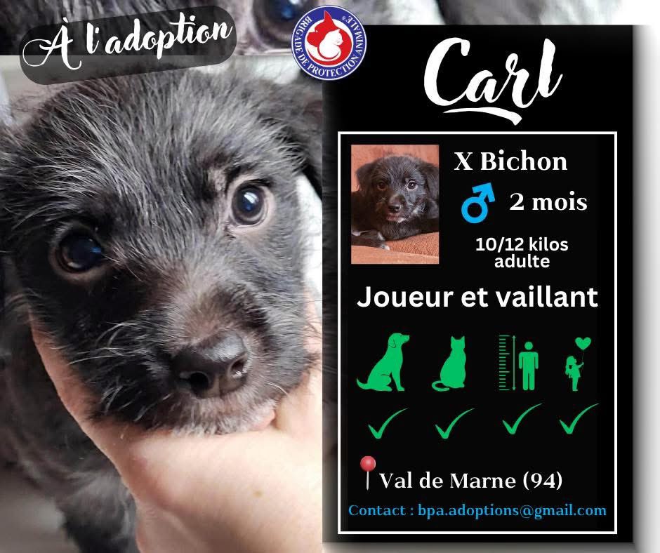 Brigade_BPA's tweet photo. À l’adoption, Carl et Boris❣️

Si vous voulez de la joie, des rires et une dose quotidienne d’amour ? Ne cherchez plus ! 🤗
Carl et Boris, nos 2 adorables croisés bichons de 2 mois, sont prêts à apporter une touche de bonheur dans votre vie 😍
📌 Adoption ensemble ou séparés

���� Carl est un petit curieux, toujours en quête de nouvelles aventures. Avec ses grands yeux pétillants, il sait charmer tous ceux qui croisent son chemin. Son esprit joueur est contagieux, et il adore courir et se blottir contre ses humains pour une séance câlins.

🐶 Boris, quant à lui, est le complice idéal. Plus calme et tout aussi affectueux, il aime explorer son environnement et découvrir de nouvelles senteurs. C’est un véritable rayon de soleil qui illumine les journées par son regard malicieux.

Ces 2 frères sont sociables congénères, chats, enfants, tout le monde ! 🥰
Ils s’adaptent facilement à leur environnement et sont prêts à apprendre pour devenir des compagnons exemplaires 🤗

Leur petit gabarit (10-12 kilos adulte) leur permet d’être partout : que ce soit pour des promenades au parc, des jeux dans le jardin ou des moments de tendresse sur le canapé, Carl et Boris sont là pour accompagner dans chaque étape du quotidien 💞

📍Actuellement dans le Val de Marne (94)

Si vous êtes prêt à faire le premier pas vers une aventure inoubliable avec l’un d’eux, remplissez le formulaire 👉 https://t.co/nhyKBYGJkc

Carl et Boris vous attendent 🤗 🐶❣️

**********

Pour soutenir nos missions, faire un don, devenir famille d’accueil, enquêteur ou bénévole BPA 👉 https://t.co/X6AmZdIo2C

#jesuisbpa #BPA #brigadedeprotectionanimale #adoption #chiot #famille #bonheur #adoptionresponsable #protectionanimale #MaltraitanceAnimale