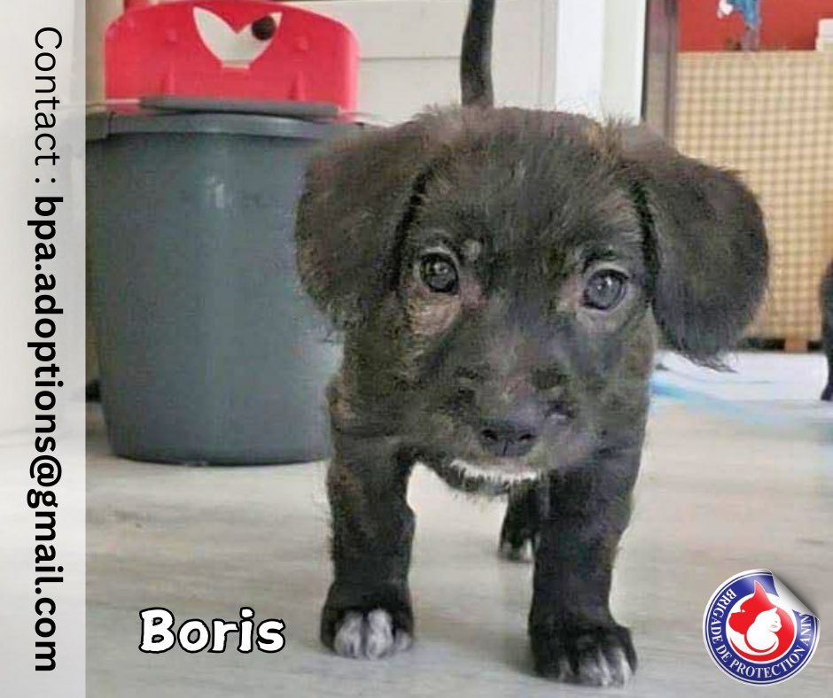 À l’adoption, Carl et Boris❣️

Si vous voulez de la joie, des rires et une dose quotidienne d’amour ? Ne cherchez plus ! 🤗
Carl et Boris, nos 2 adorables croisés bichons de 2 mois, sont prêts à apporter une touche de bonheur dans votre vie 😍
📌 Adoption ensemble ou séparés

🐶