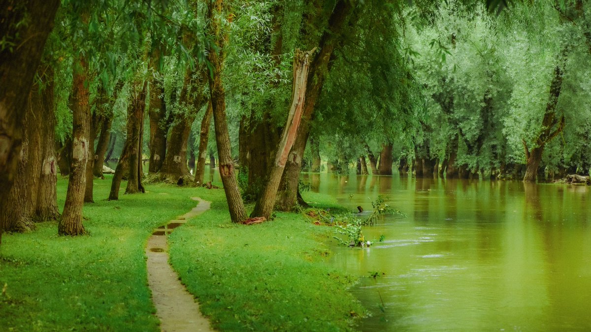 Mir Auqib tweet media