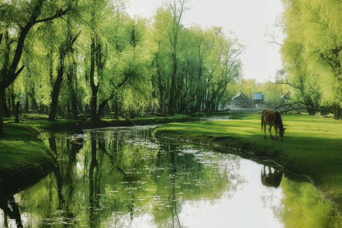 Mir Auqib tweet media