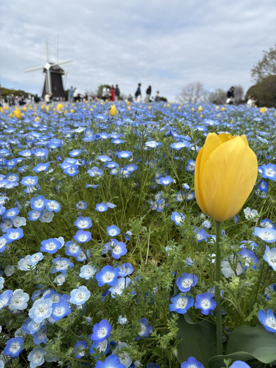 ヌンカ・むぎ・カトリーナ tweet media