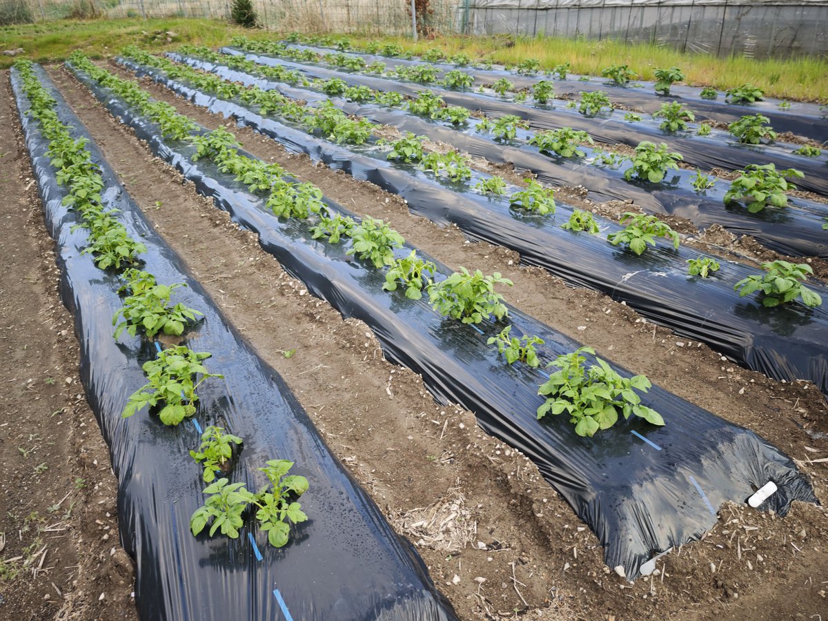 温泉小僧(온천애송이) tweet media