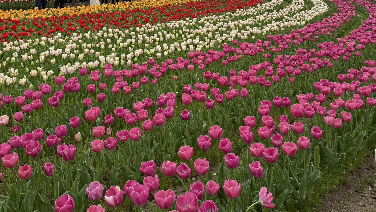 ﾆｬﾝ tweet media