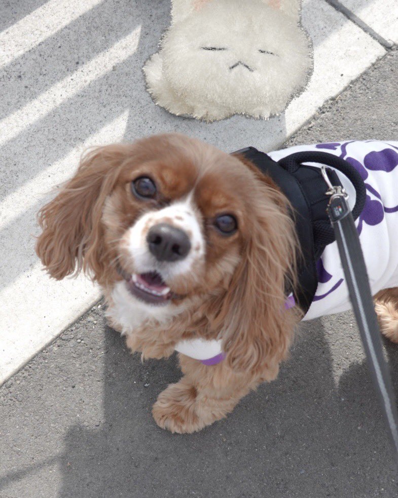 (≡＞ω＜≡)💕 tweet media